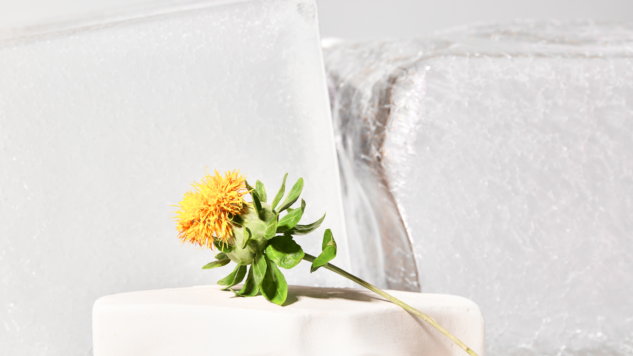 Iced Media brand photography